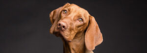 A brown dog with long ears and soulful eyes gazes at the camera with a slightly tilted head, set against a dark background.